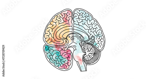 Visualizing the complex organization and interconnectedness of the human brain and its functions.