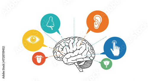 The human brain processes information from our five senses.