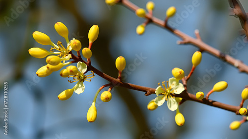 Yellow buds and flowers on the branches of the goof angustifolia