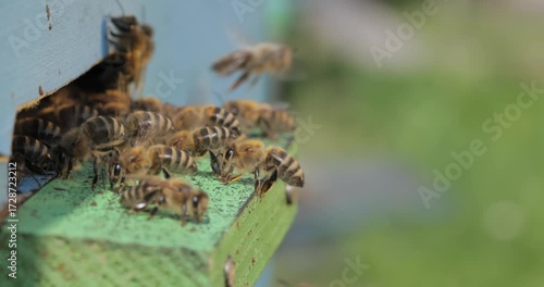 Honey bees fly near a beehive. Bees are best known to humans for their ecological roles as pollinators. Honey bees flying into wooden beehives.