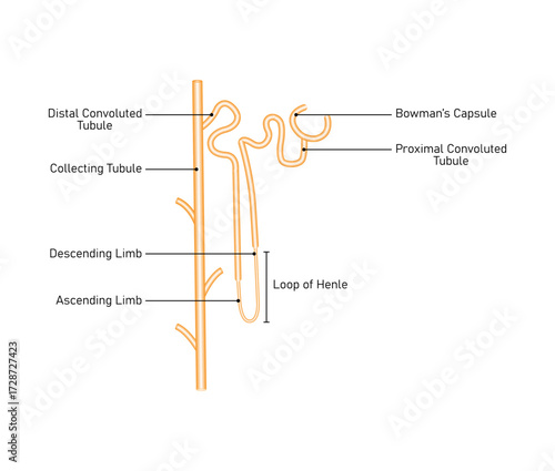 Nephron Structure Science Design. The Fundamental Filtering Unit of The Kidney. Vector Illustration.