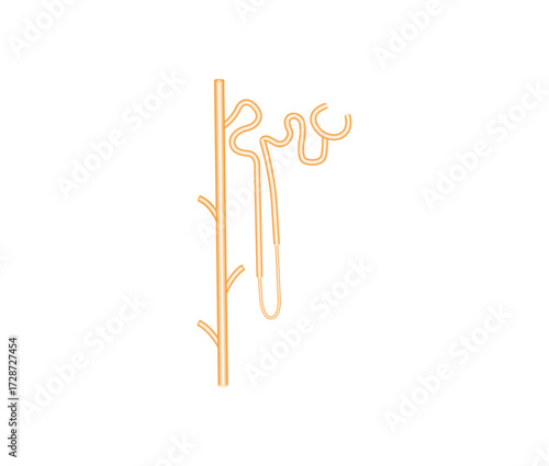 Nephron Structure Science Design. The Fundamental Filtering Unit of The Kidney. Vector Illustration.