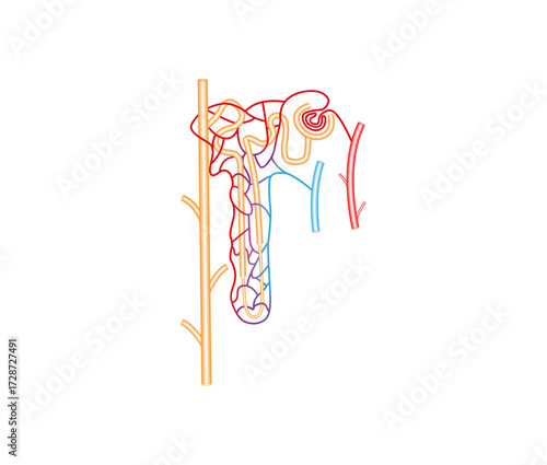 Nephron Structure Science Design. The Fundamental Filtering Unit of The Kidney. Vector Illustration.