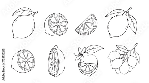 Hand drawn sketch collection of fresh lemons and citrus slices offering vibrant summer fruit imagery vector