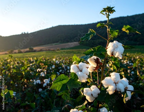 Cotton field at sunset