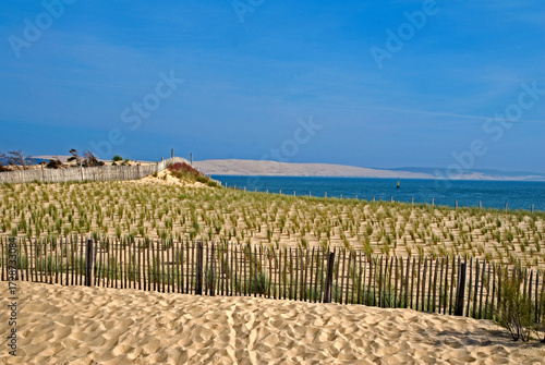Foto Ammophila arenarie, Oyat, Site protégé restauration des dunes