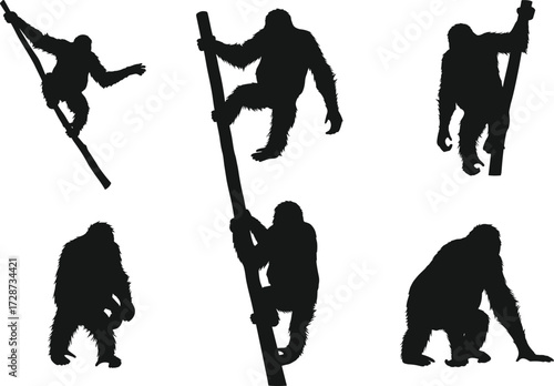 Orangutan silhouettes in climbing and sitting poses, wild ape shadows, jungle primate illustration, black animal silhouettes isolated on white background