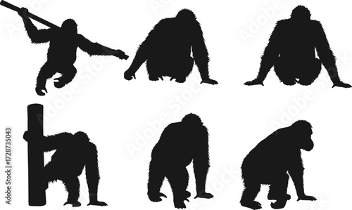 Orangutan silhouettes in sitting and climbing poses, wild ape shadows, jungle primate illustration, black animal silhouettes isolated on white background