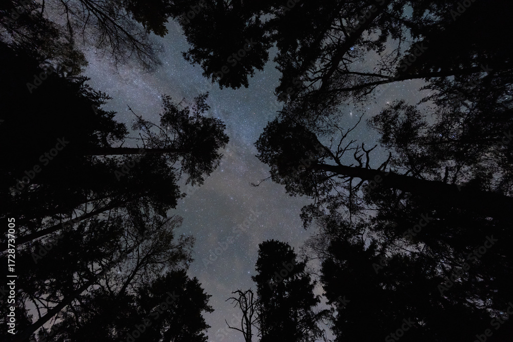 Fototapeta premium Upward view of the stunning Milky Way galaxy framed by the silhouettes of tall trees in a mysterious night forest.
