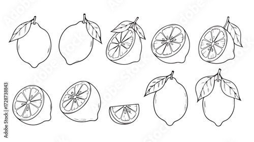 Hand-drawn sketch collection of fresh lemons whole and sliced for healthy food designs vector