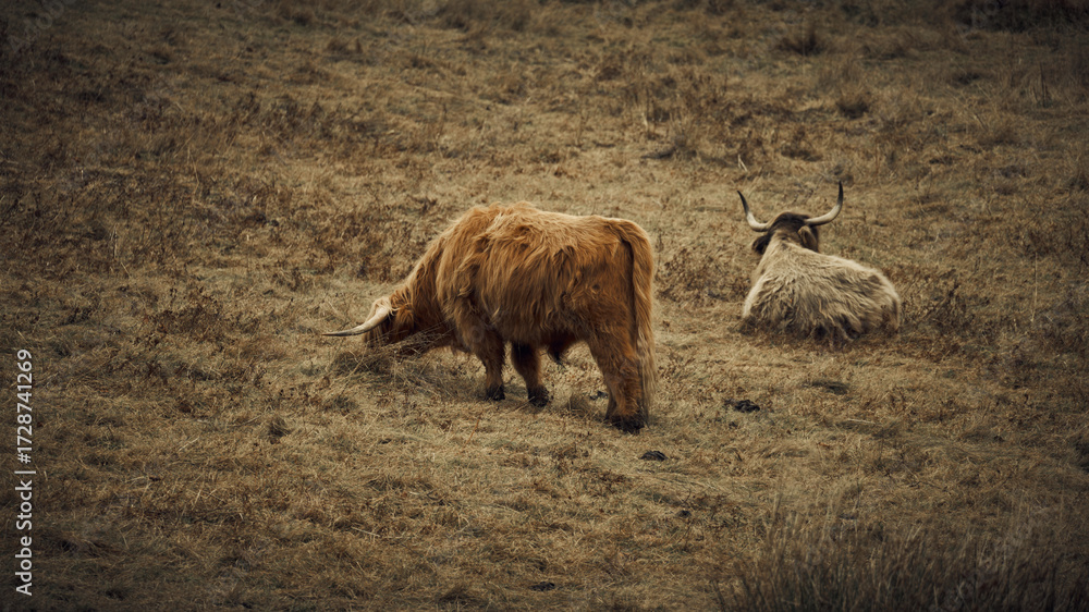Fototapeta premium Hochlandrinder beim Grasen in der Natur