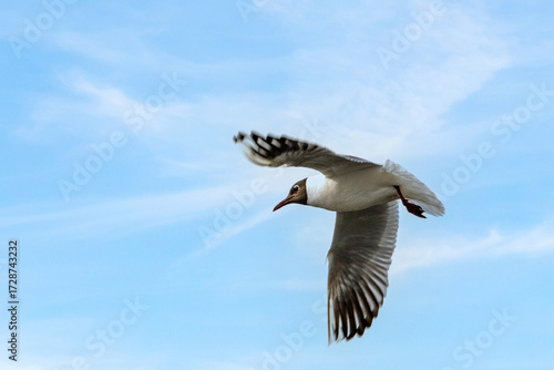 Vol d'une mouette rieuse vue en contre-plongée sous un ciel bleu