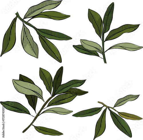 Green tree branch isolated set. Vector graphic line ink colored illustration. Banner, poster, wrapping paper, sticker, print, modern textile design. For logo, web, package, sticker.
