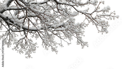 Wallpaper Mural Winter branch dusted with snow pristine frosty twig seasonal cold weather natural icy detail isolated on white background Torontodigital.ca