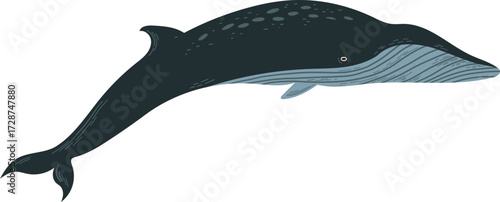 A dark blue whale with gray spots swims