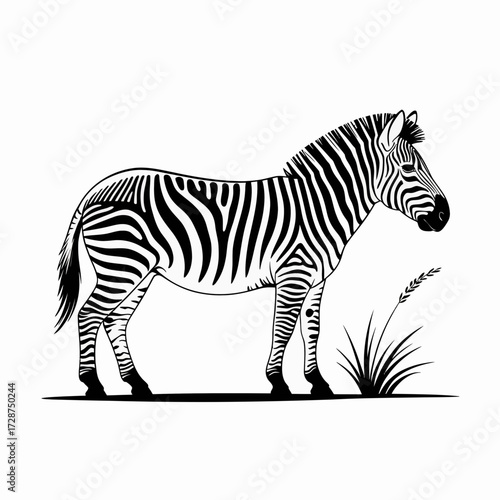 zebra vector illustration