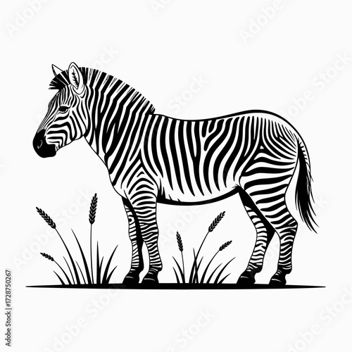 zebra vector illustration