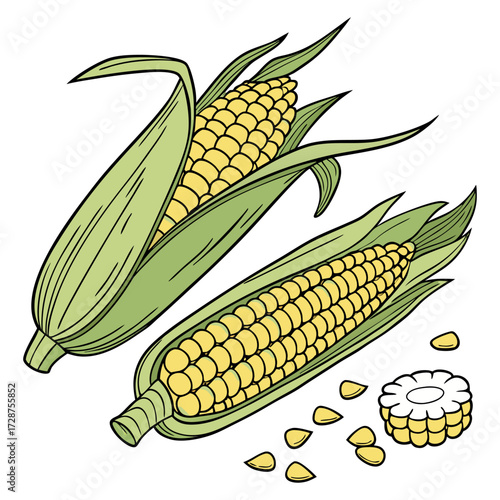 visual, stock, sparkle, smooth, rich, render, pop, lighting, isolate, glossy, detailed, colourful, clipping, clip art. Fresh corn on the cob with yellow kernels green sweet organic vegetable food.