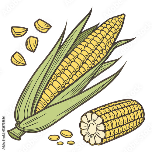 visual, stock, sparkle, smooth, rich, render, pop, lighting, isolate, glossy, detailed, colourful, clipping, clip art. Fresh corn on the cob with yellow kernels green sweet organic vegetable food.