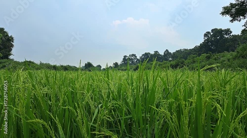 Green rice field under white clouds and blue sky.