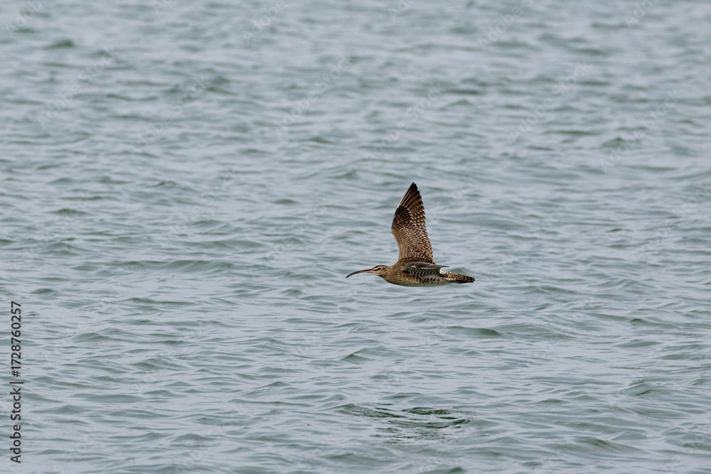Fototapeta premium Whimbrel bird flying across the ocean in Penang Malaysia
