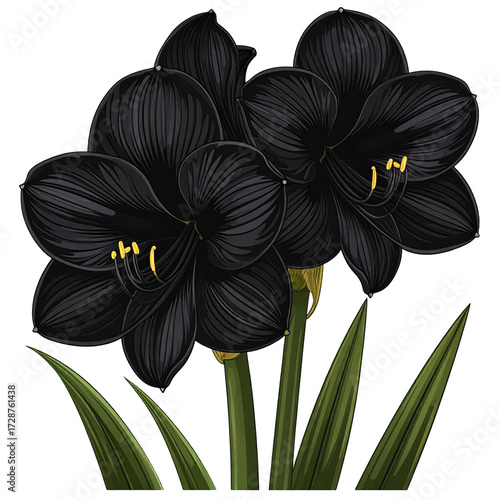 Dark, detailed illustration of two black amaryllis flowers