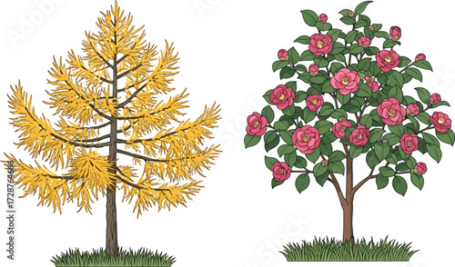 tree, foliage, blossom, seasonal, deciduous, autumn, flowering, shrub, ornamental, camellia, rose, nature, landscape, vector, illustration, green, yellow, pink, trunk, flora, comparison