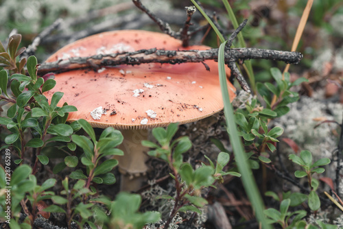 Fly agaric in the forest