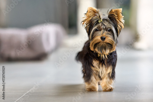 Adorable Yorkshire Terrier puppy stands alert on a light floor, looking charming with its distinctive black and tan fur and cute topknot. Perfect pet portrait.