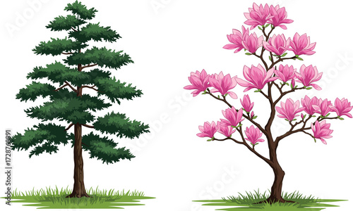 tree, foliage, blossom, seasonal, coniferous, deciduous, evergreen, flowering, magnolia, nature, landscape