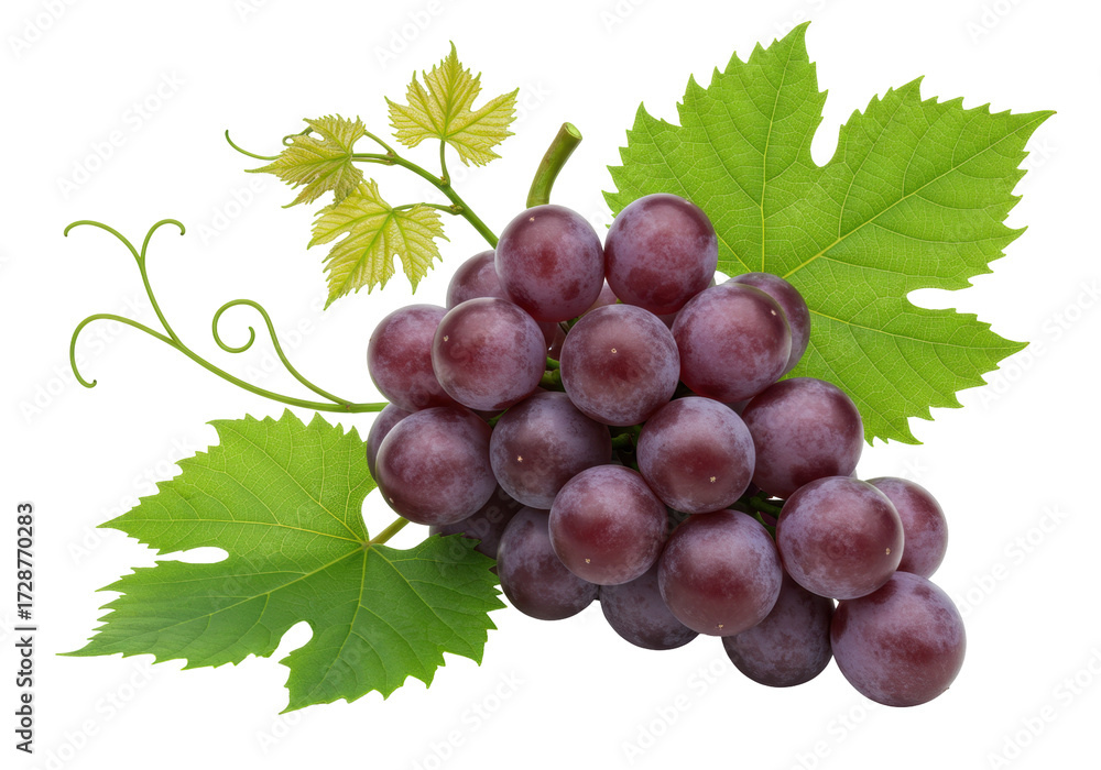 Fototapeta premium Isolated bunch of red grapes with leaves and tendrils, juicy fruit snack, autumn harvest