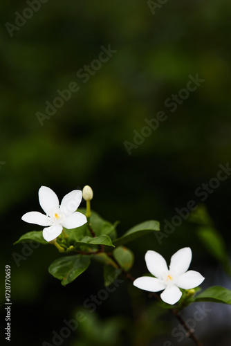white flowers in the garden
