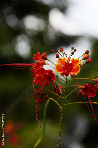 butterfly on flower