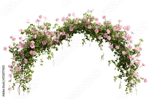 pink flowers isolated on white