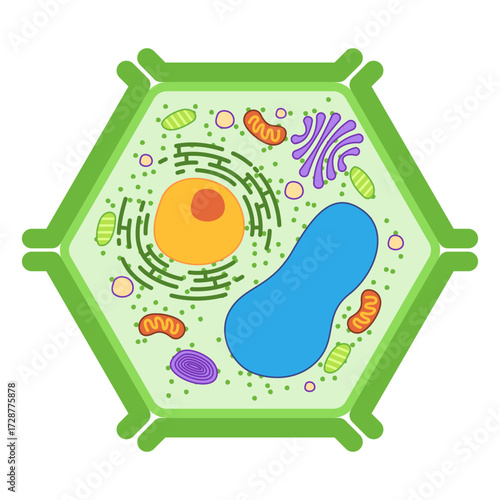 detailed vector illustration of a plant cell key organelles within hexagonal shape for biology lessons cellular anatomy and structure