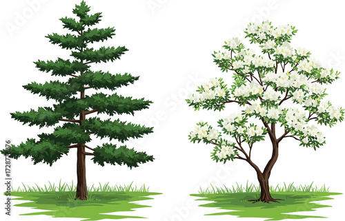 tree, foliage, blossom, seasonal, coniferous, deciduous, evergreen, flowering, nature, landscape, vector, illustration, green, white, trunk, contrast, growth, concept, design, flora, comparison