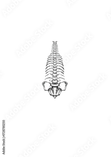 Detailed Illustration of the Human Spine and Pelvis - Anatomical Representation