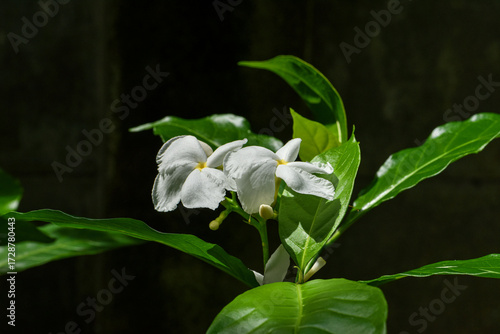 The white Sampaguita Jasmine flowers  are blooming gracefully in the morning  sunlight of the garden . The white flowers are blooming with sunlight in the garden .