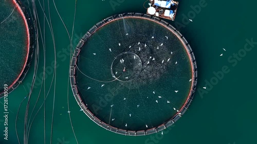 Birds circling above Offshore Fish Farm with Circular Sea Cage in Open Water