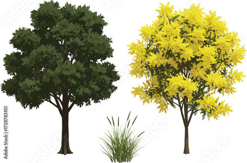 tree, foliage, blossom, seasonal, autumn, summer, nature, landscape, vector, illustration, green, yellow, trunk, contrast, growth, concept, design, flora, outdoor, environment, comparison
