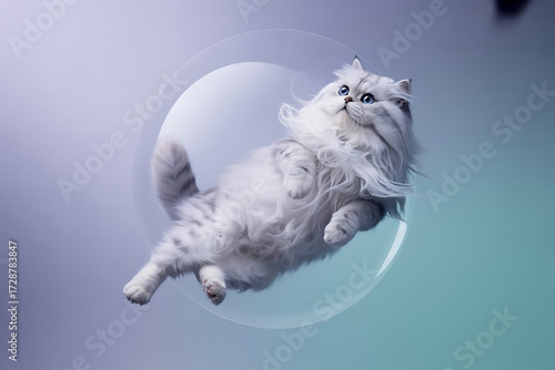 Purebred Persian cat against gradient background
