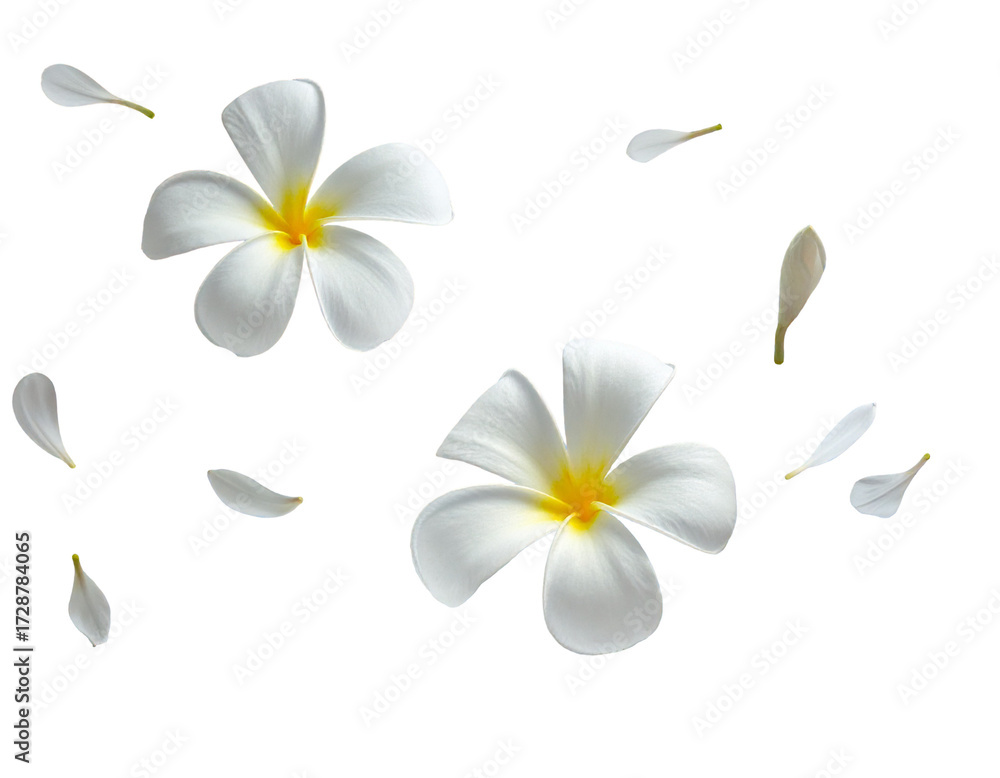 Naklejka premium White plumeria flowers and petals