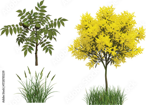 tree, foliage, blossom, seasonal, fruit, flowering, autumn, nature, landscape, vector, illustration, green, yellow, trunk, contrast, growth, concept, design, flora, outdoor, comparison