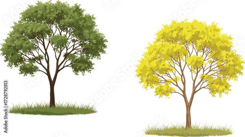 tree, foliage, blossom, seasonal, autumn, summer, nature, landscape, vector, illustration, green, yellow, trunk, contrast, growth, concept, design, flora, outdoor, environment, comparison