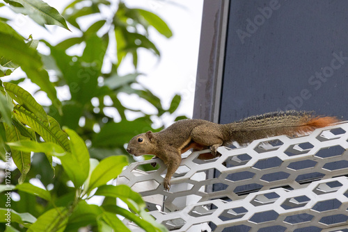 Plantain squirrel running through the city skyline