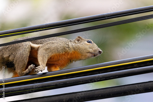 Plantain squirrel running through the city skyline