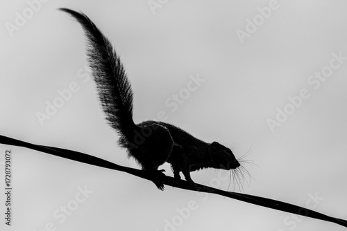 Plantain squirrel running through the city skyline