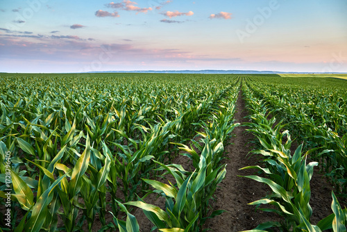 Green corn crops growing in a fertile farm field