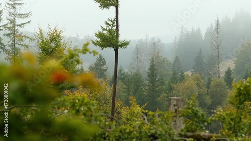 a foggy autumn nature background 4k 25fps video