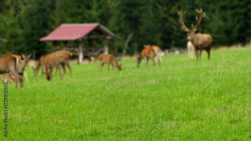 a wildlife park blur background 4k 25fps video